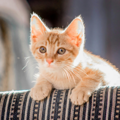 Image Link For Lettre V : noms de chat 2024 inspirants