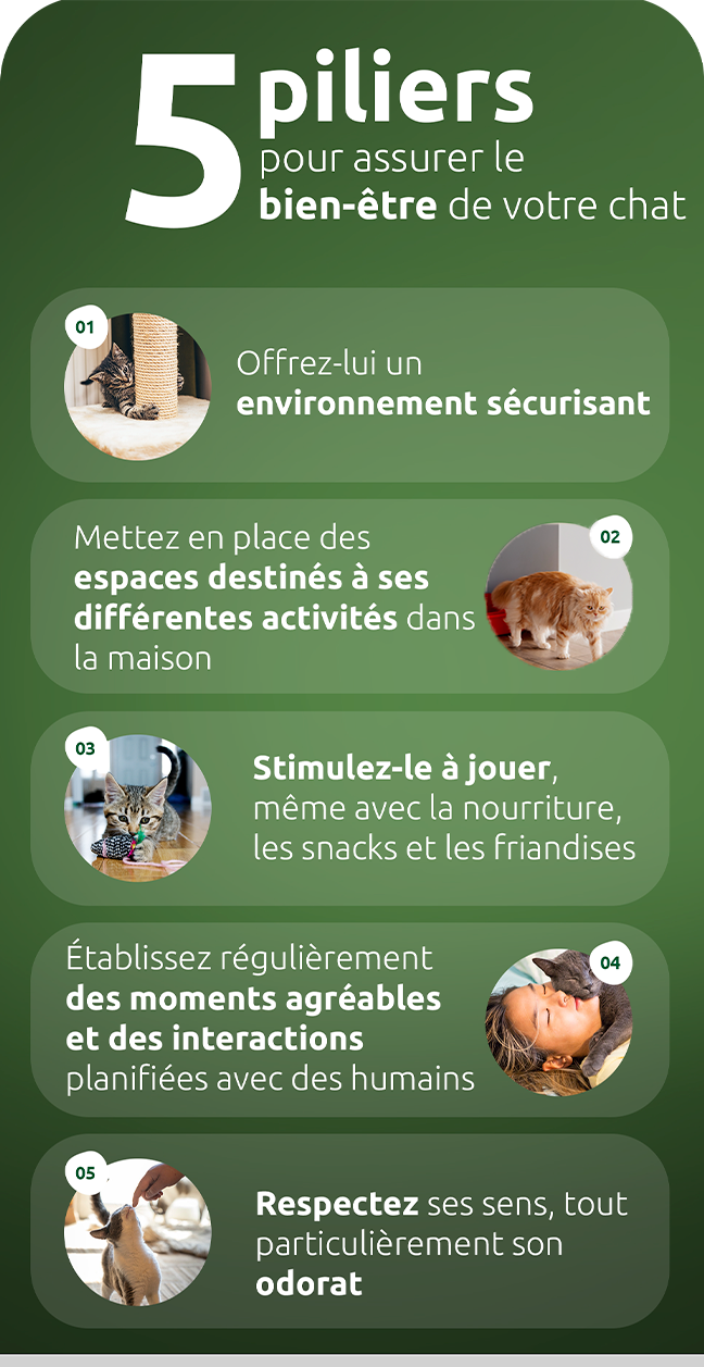 5 piliers pour assurer le bien-&ecirc;tre de votre chat