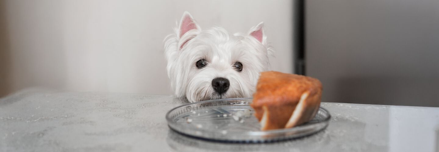 Les 8 aliments interdits pour les chiens