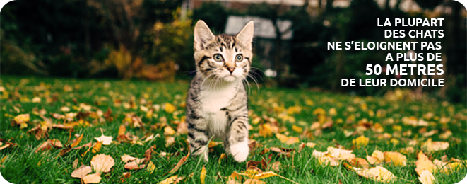 chat marchant dans l'herbe