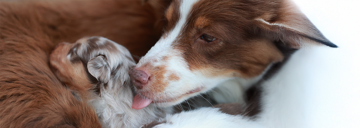 &Acirc;ge chien en ann&eacute;es humaines 