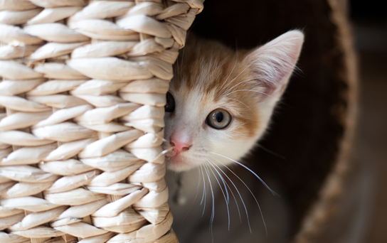 Chat cach&eacute; dans son lit