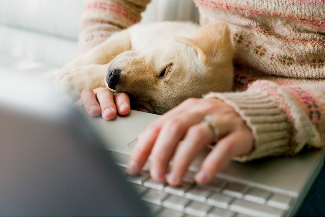 Femme travaillant avec son chiot