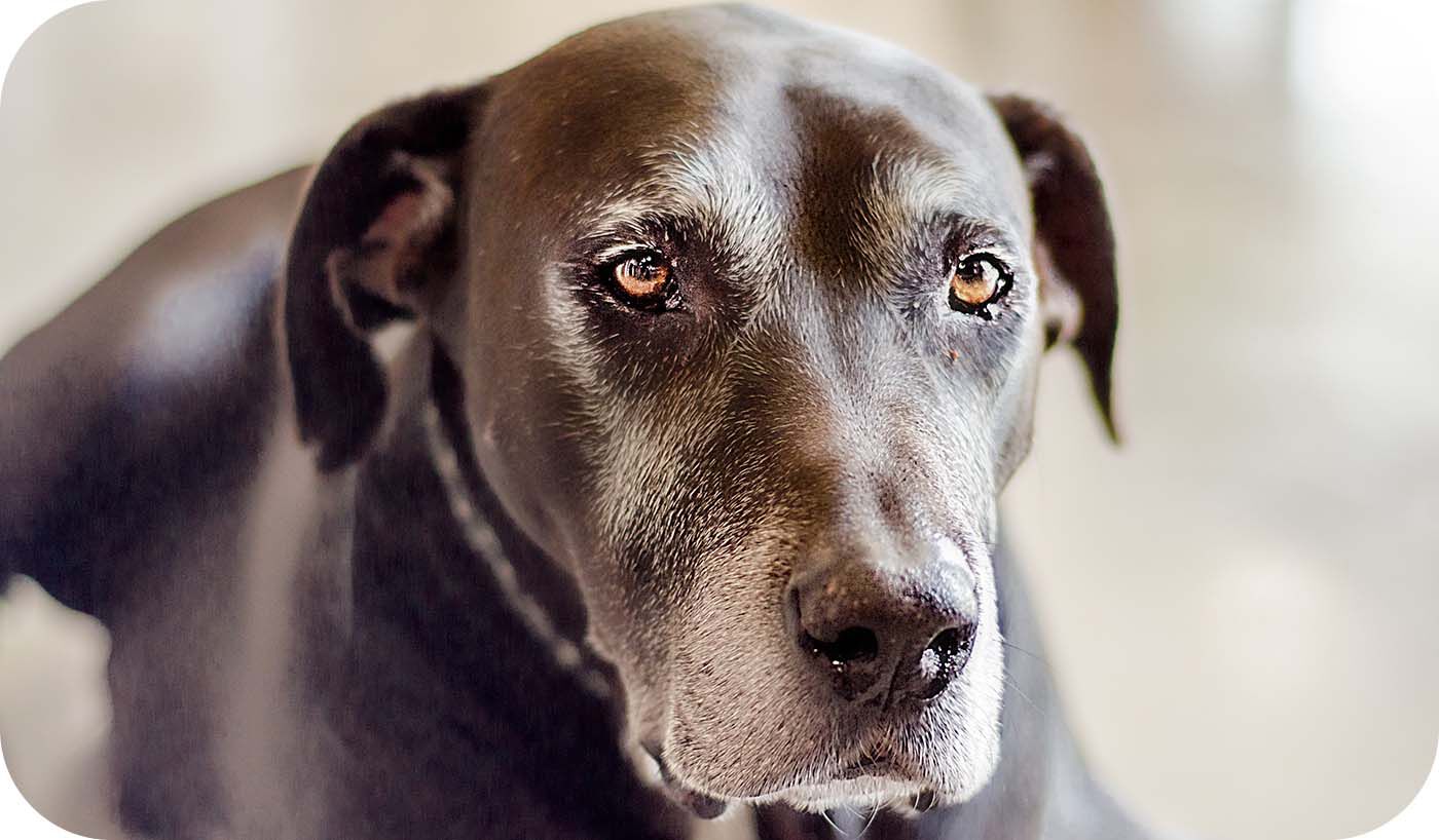 Chien adulte
