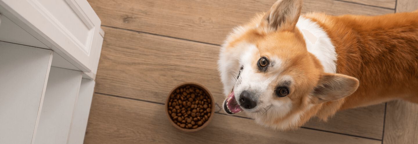Comment choisir la meilleure nourriture pour votre chien 