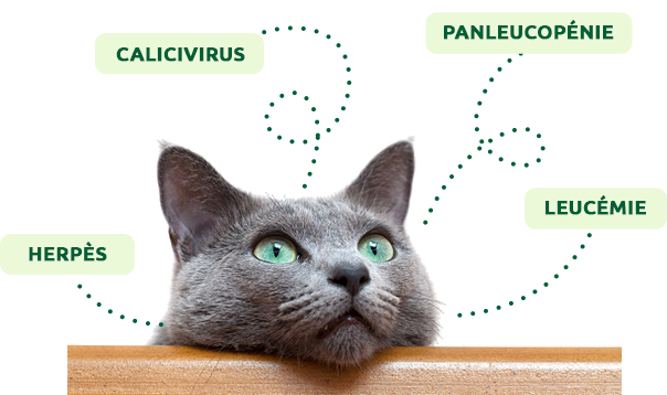 Quels sont les vaccins &agrave; administrer &agrave; un chat adulte ?