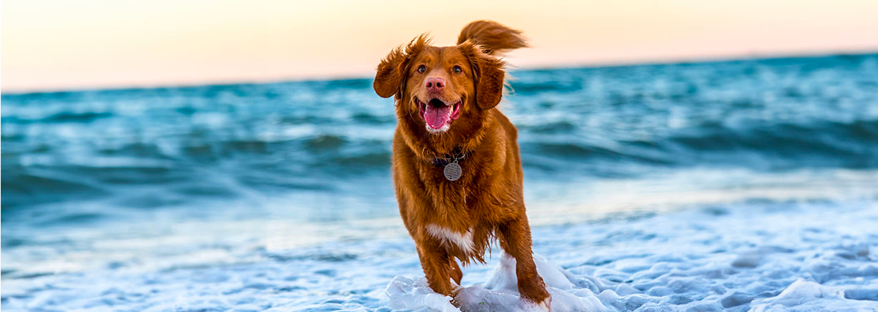 Conseils pour profiter pleinement de la plage avec votre chien