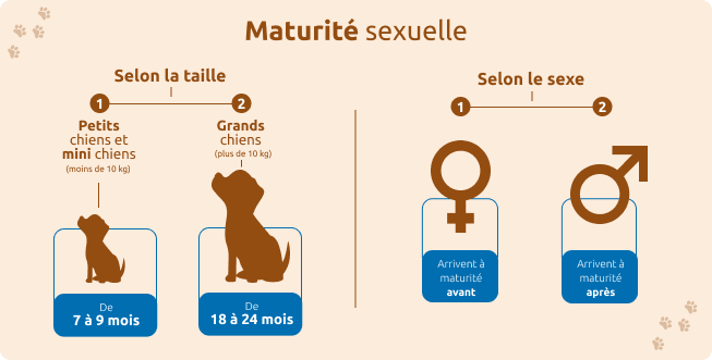 &Acirc;ge maturit&eacute; de votre chien