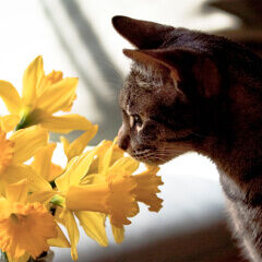 Image Link For L&rsquo;odorat du chat : ce qu&rsquo;il faut savoir