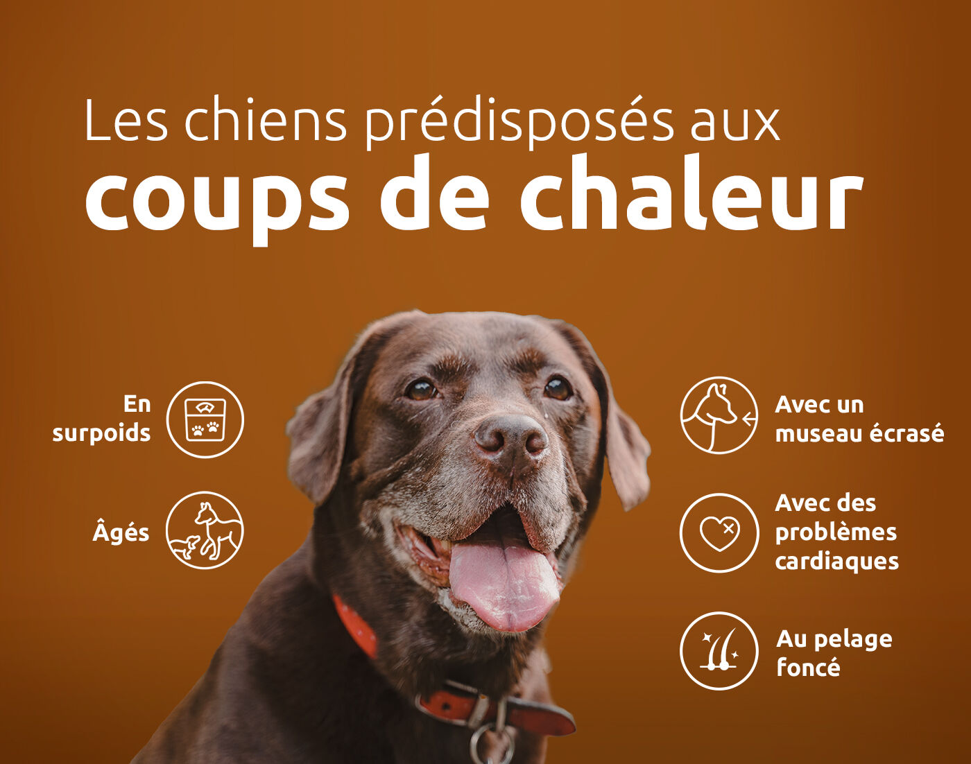 coups de chaleur