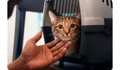 ART Vacaciones qu&eacute; hacer con tu gato IMG 6.png