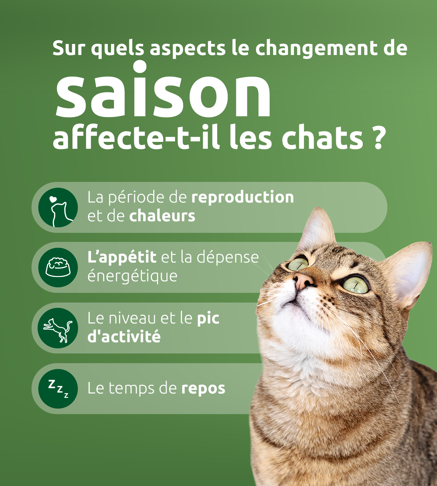 Comment le changement de saison affecte-t-il les chats ?