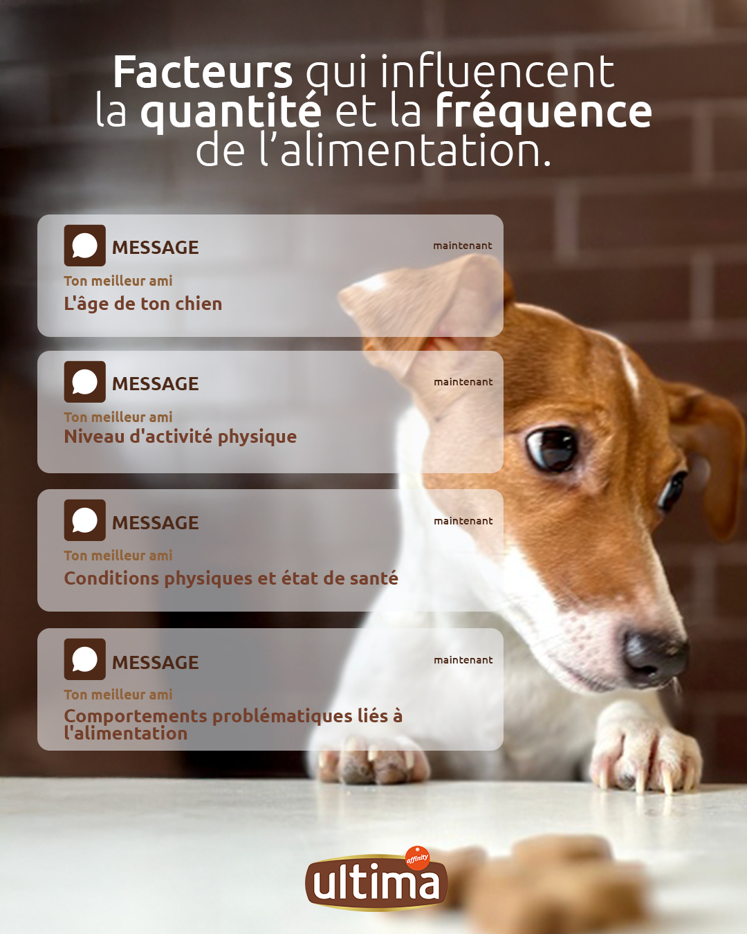 Quantit&eacute; et fr&eacute;quence de l'alimentation du chien