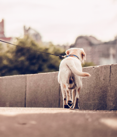 Image Link For Conseils pour promener son chien