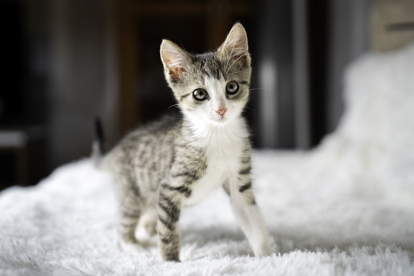 Noms de chat originaux commen&ccedil;ant par A 