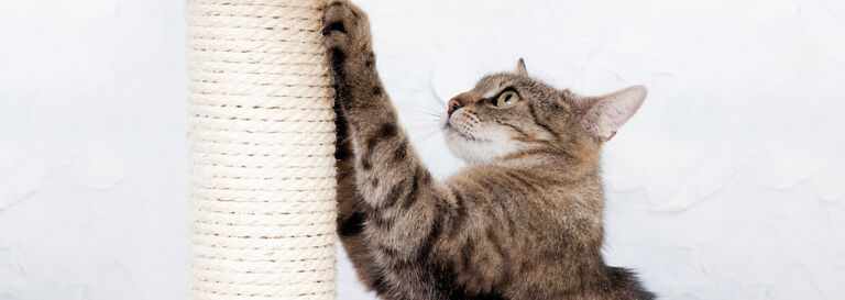 Griffoir id&eacute;al pour votre chat