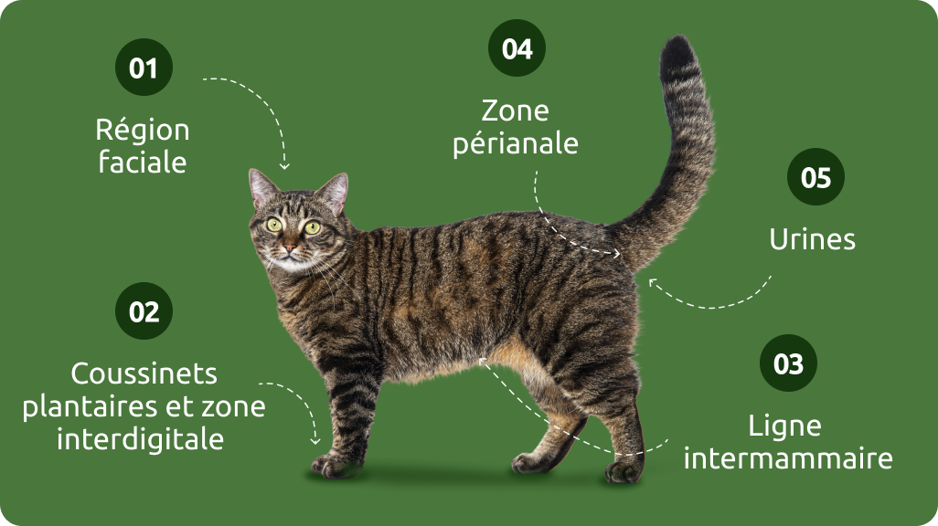 Ph&eacute;romones des chats