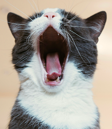 Image Link For Mon chat ne joue plus : raisons
