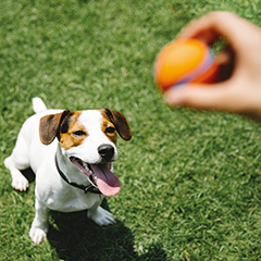 Image Link For Est-il bon de lancer la balle &agrave; mon chien?