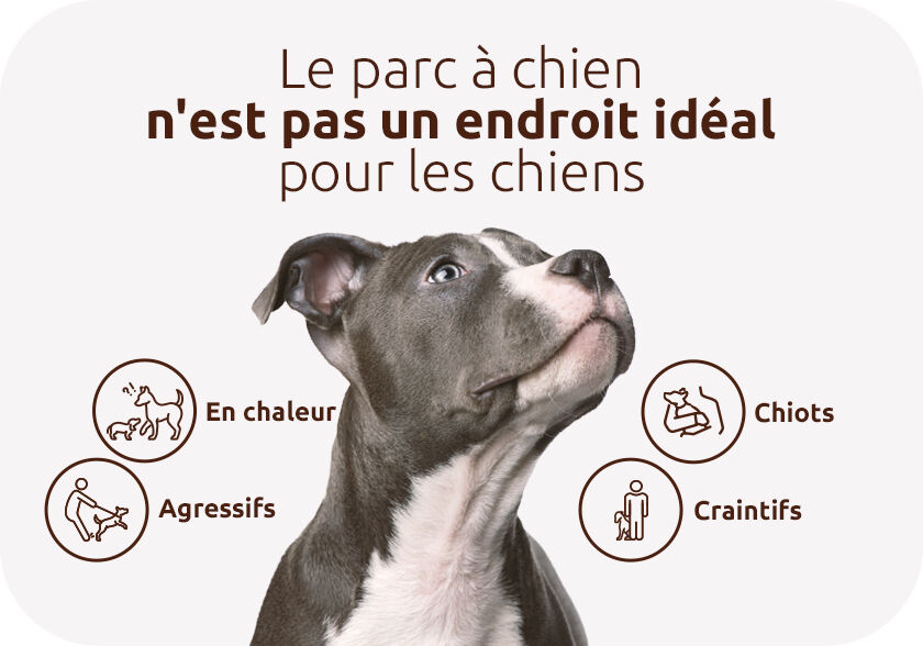 Le parc &agrave; chien n'est pas un endroit id&eacute;al pour les chiens