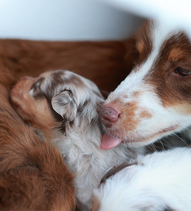 Image Link For &Acirc;ge chien en ann&eacute;es humaines : comment le calculer ?