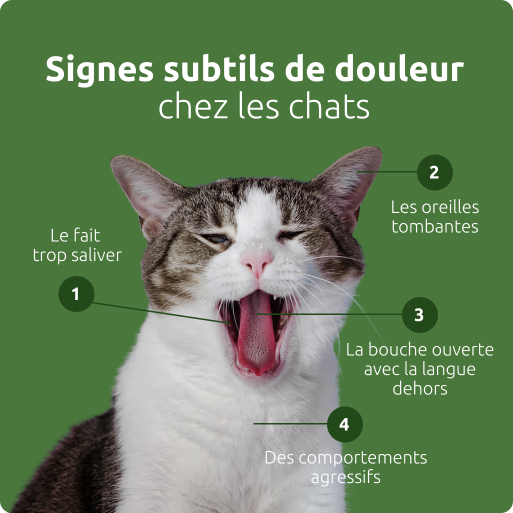 Signes subtils de douleur chez les chats