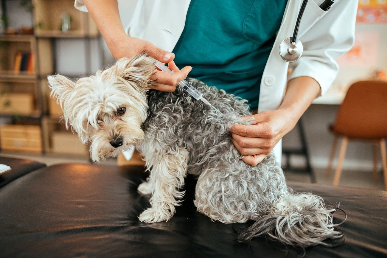 V&eacute;t&eacute;rinaire donnant un vaccin &agrave; un chien