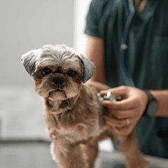 Image Link For Parvovirus chez le chien : d&eacute;finition, sympt&ocirc;mes et pr&eacute;vention