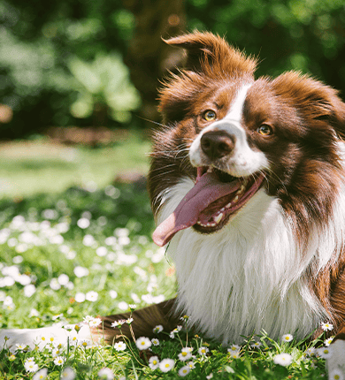 Image Link For Races de chiens de taille moyenne 