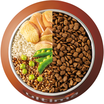 Bowl con ingredientes comida seca perro