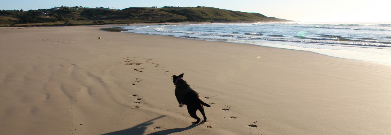 Plages autoris&eacute;es aux chiens 