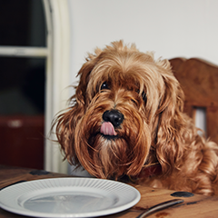 Image Link For Quels aliments sont bons pour les chiens ?