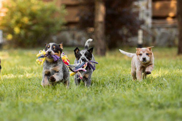 Lettre chien 2024: noms en V
