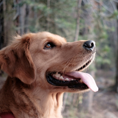 Image Link For 100 pr&eacute;noms pour chienne originaux