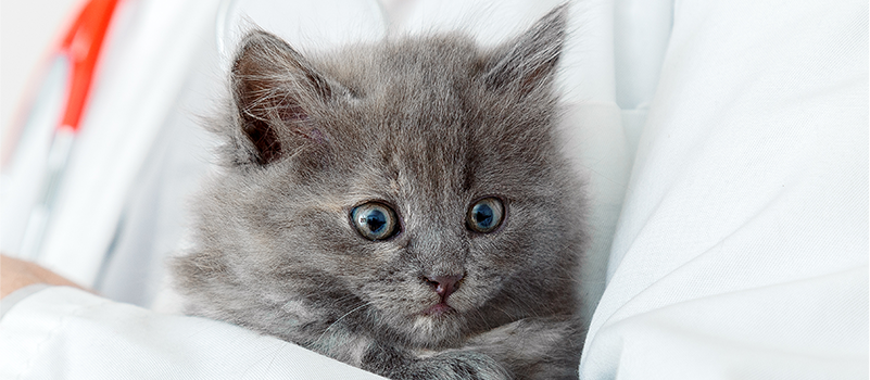 Chaton avec le v&eacute;t&eacute;rinaire