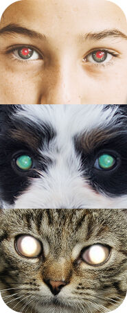 yeux d'une personne et yeux de deux chats