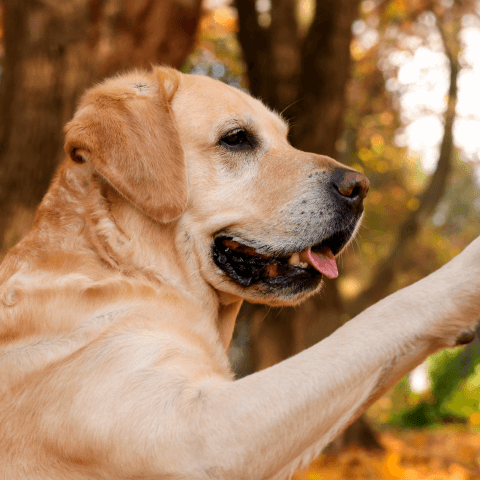 Image Link For Gestes et langage corporel du chien