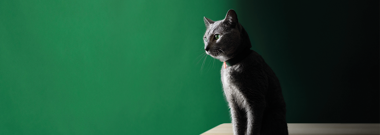 Chat st&eacute;rilis&eacute;. Soins et recommandations