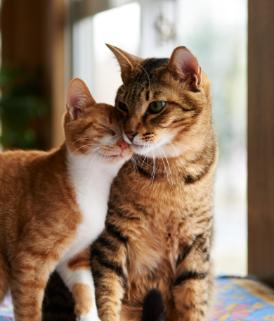 Image Link For G&eacute;rer les premi&egrave;res chaleurs du chat