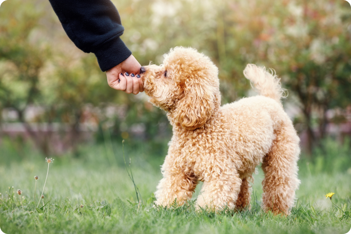 r&eacute;compenses pour chiens