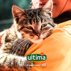 Image Link For Mettre son chat en confiance