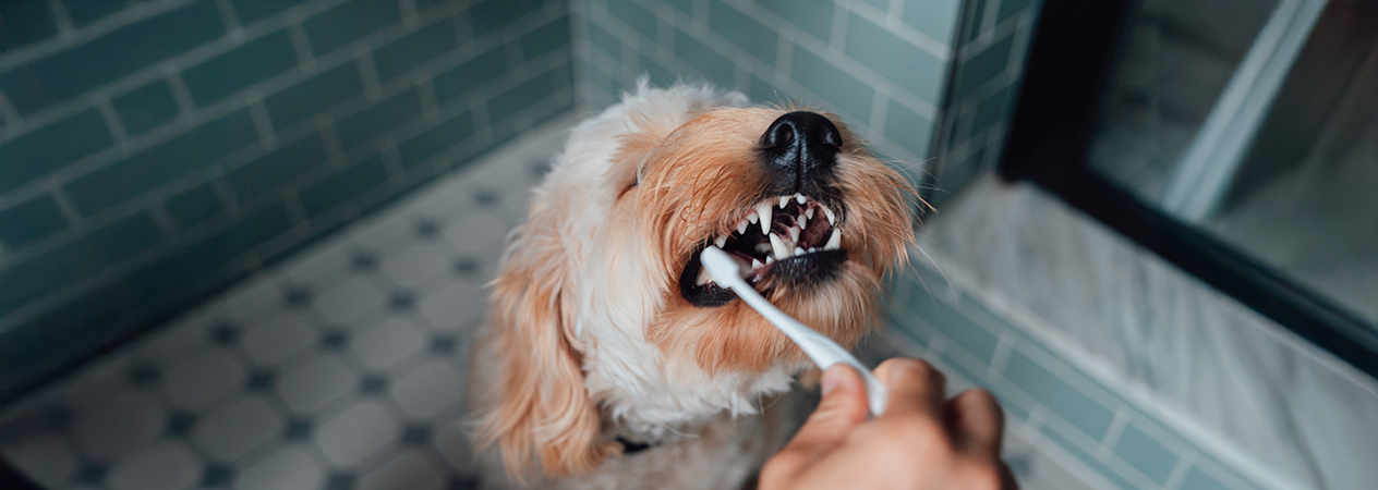 Chien se faisant nettoyer les dents