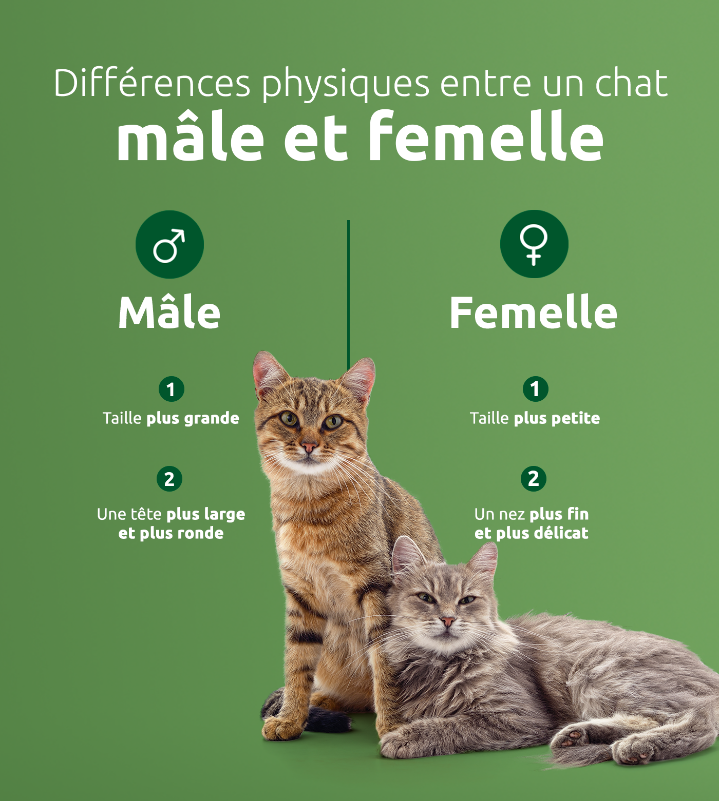 diff&eacute;rences entre un chat m&acirc;le et femelle