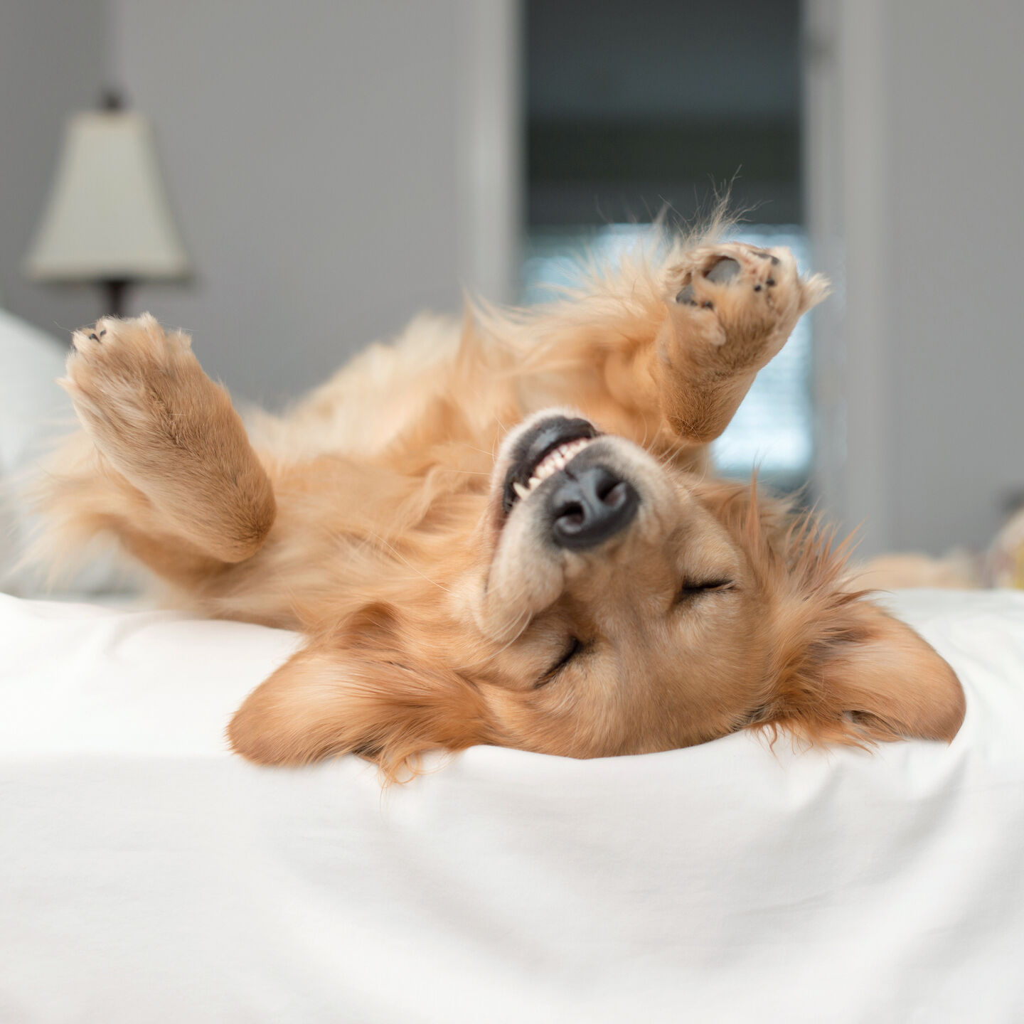 Chien couch&eacute; dans son lit