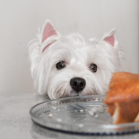 Image Link For 8 aliments dangereux pour le chien