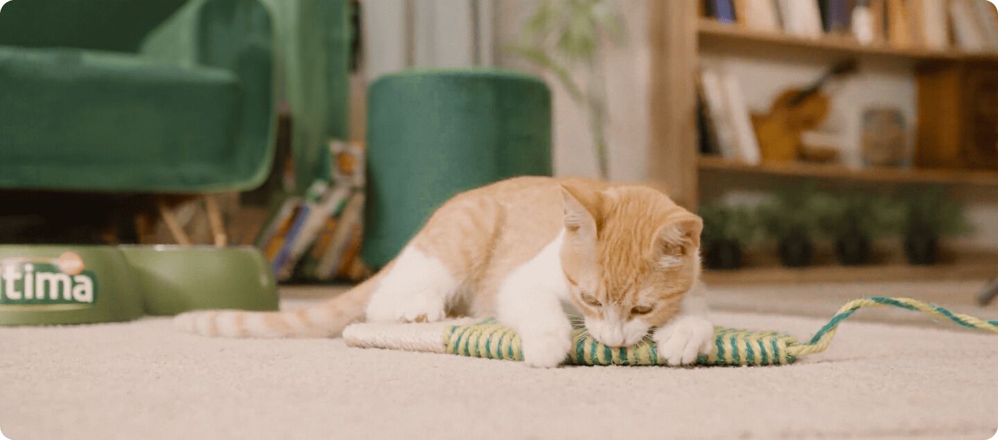 Comment pr&eacute;parer votre maison pour un chaton