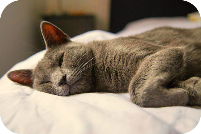 Chat endormi