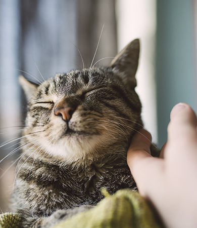 Image Link For Probl&egrave;mes apr&egrave;s st&eacute;rilisation du chat ?
