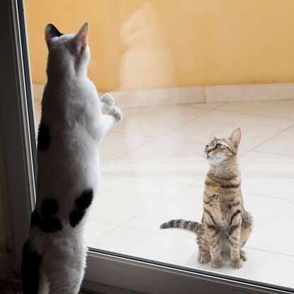 Les chats se regardent &agrave; travers la vitre