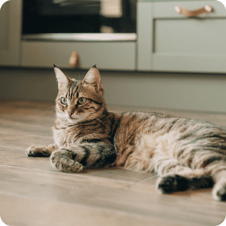 Chat explorant la maison